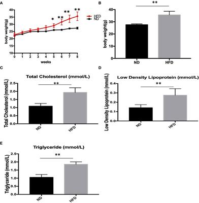 Hippocampal Glycerol-3-Phosphate Acyltransferases 4 and BDNF in the Progress of Obesity-Induced Depression